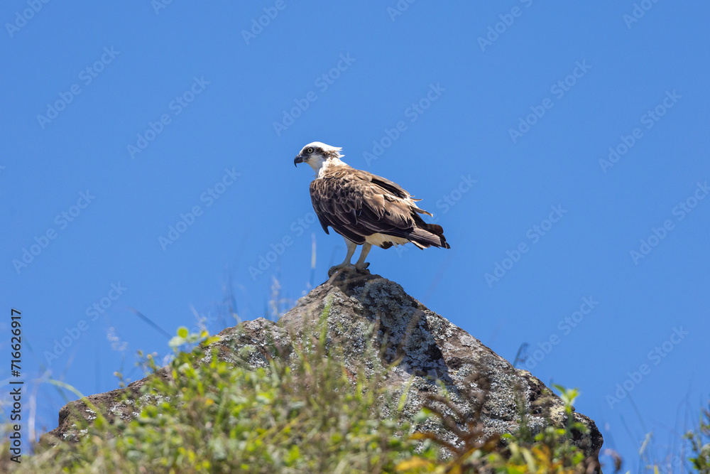 Close up of an Eastern Osprey perched on a rock in natural native environment Close up of an Eastern Osprey perched on a rock in natural native environment