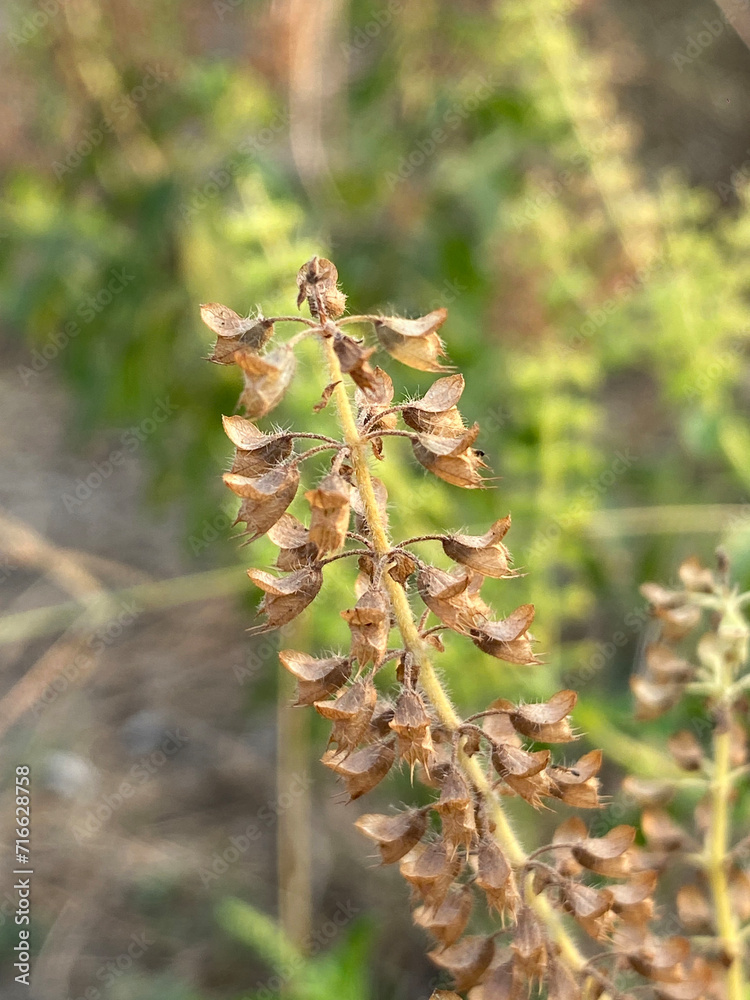 holy basil flower in nature garden holy basil flower in nature garden