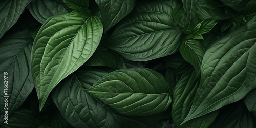 A green plant leaves Background and wallpaper 