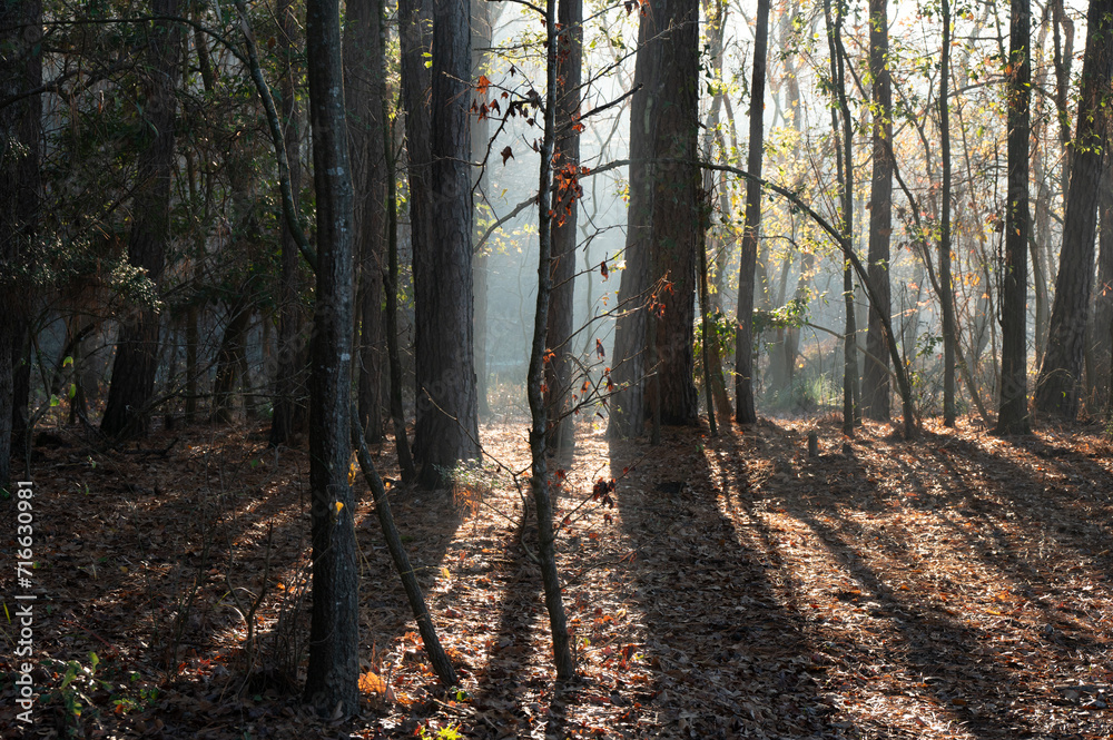 Fototapeta premium A row of trees are enveloped by light at sunrise.