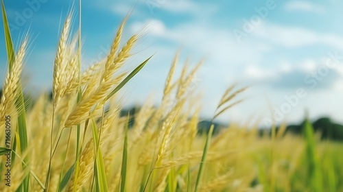 Blurred golden grass flower with cloudy sky in rainy season. Green rice field with grass flower. Rice plantation. Green rice paddy field. Organic rice farm in Asia. Outdoor fresh air. Nature healing.