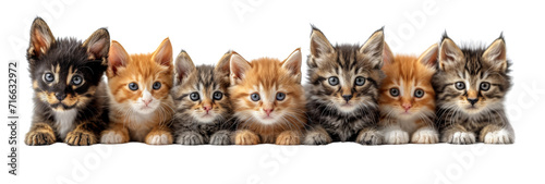 Cats, cute kittens in a row isolated on white transparent, PNG