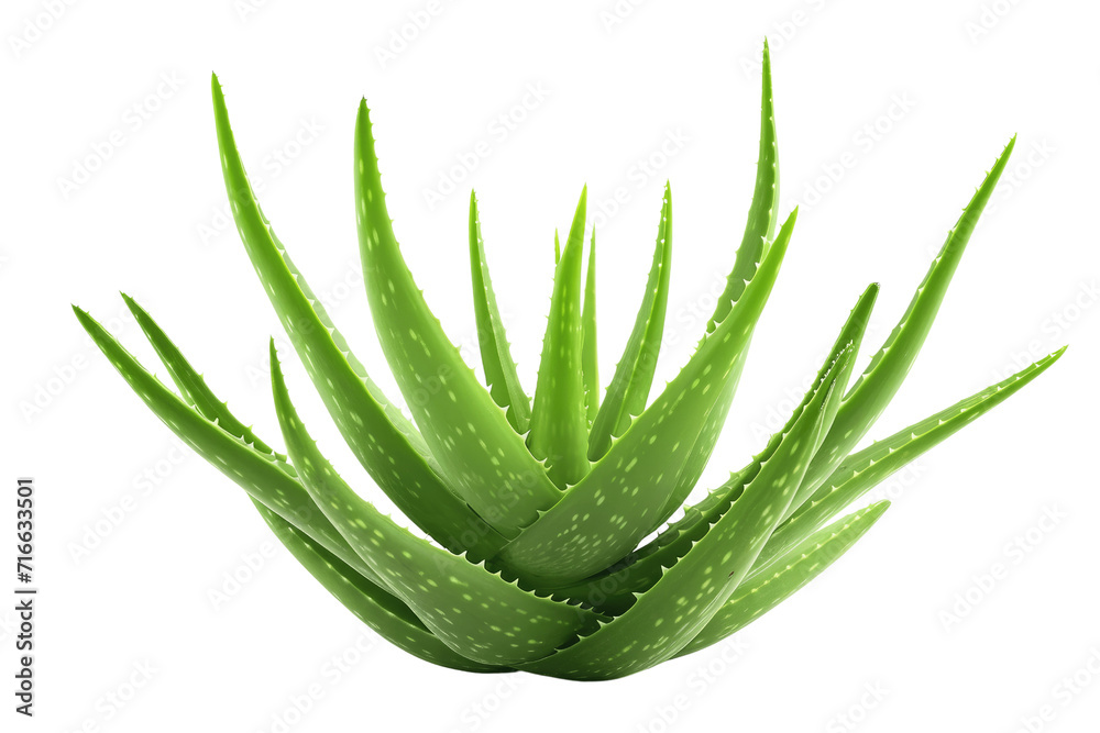 aloe vera isolated on transparent background aloe vera isolated on transparent background