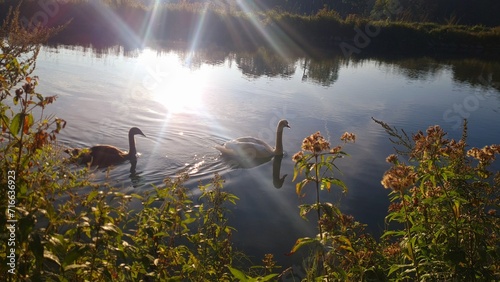 pareja de cisnes nadando en el rio isar en pleno verano, bayern alemania photo