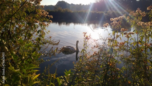 hermosa foto de un cisne nadando en el rio isar en pleno verano, bayern alemania photo