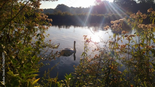 hermosa foto de la naturaleya en accion, cine nadando tranquilamente en el rio isar photo