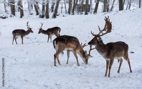 Herd of fallow deers in the snowy Geresme Park (Parc de Géresme) in winter, located in Crépy-en-Valois, in the Oise department in northern France. 