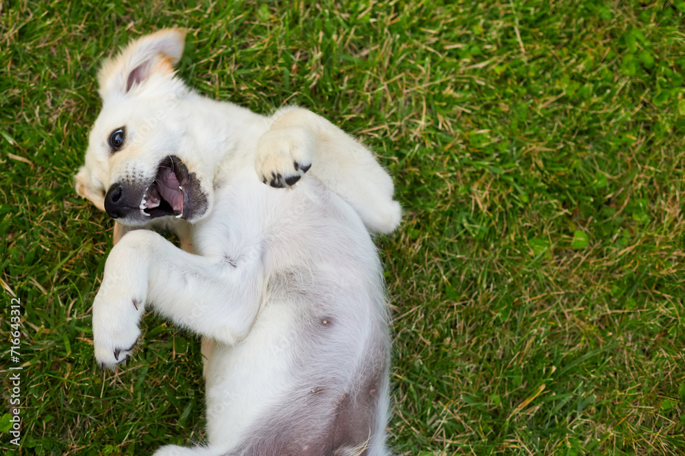 An adorable puppy Golden Retriever is lying on its back on lush green grass, playfully enjoying a belly rub in a garden setting, basking in the sunshine. An adorable puppy Golden Retriever is lying on its back on lush green grass, playfully enjoying a belly rub in a garden setting, basking in the sunshine.
