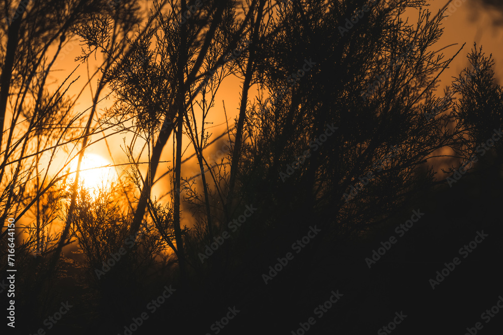 Minimalistic sunset in the evening among thickets of bushes and trees in the Kyzylkum desert in Uzbekistan, sunset landscape for background
