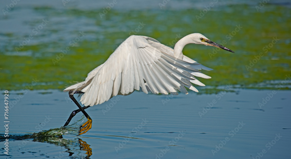Little Egret feeding in the lake. (Egretta garzetta) Little Egret feeding in the lake. (Egretta garzetta)