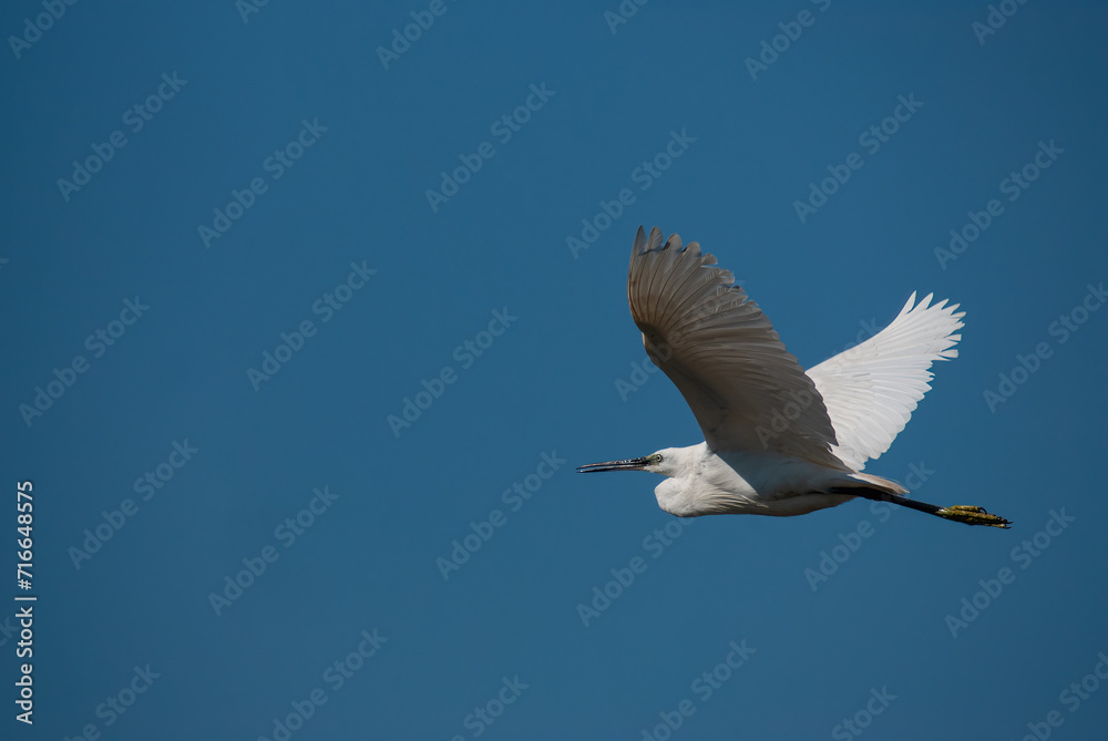 Little Egret flying in the sky. (Egretta garzetta) Little Egret flying in the sky. (Egretta garzetta)