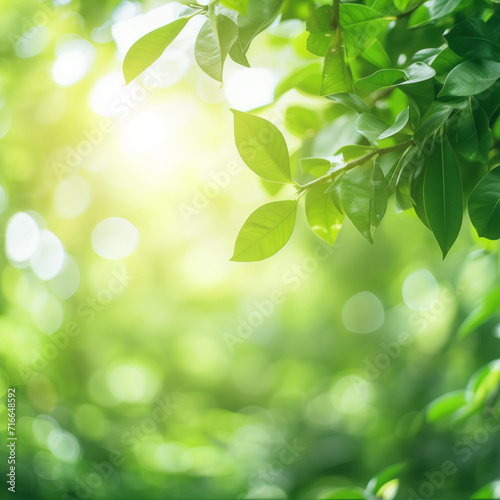  Nature view of green leaf on blurred greenery