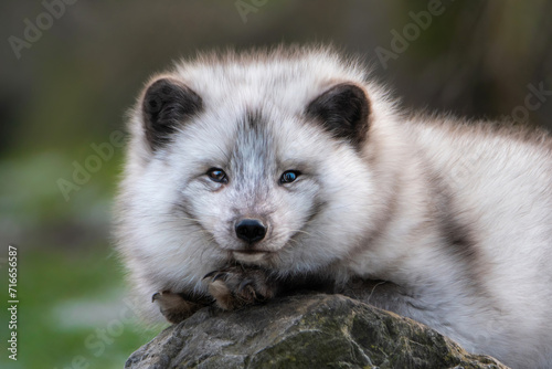 Portrait of a cute artic fox ( snow fox )