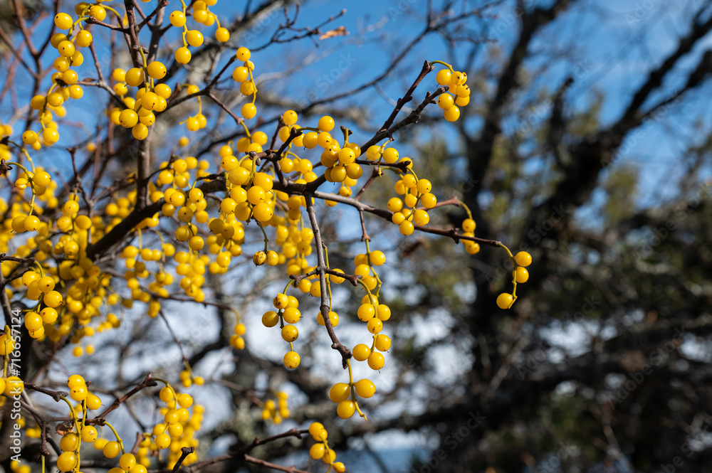 Loranthus is a genus of parasitic plants that grow on the branches of woody trees. Loranthus is a genus of parasitic plants that grow on the branches of woody trees.
