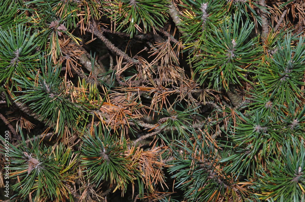 Nadelbräune,  Lecanosticta acicola an Kiefern