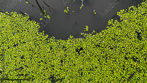Green coloured duckweed in the lake.