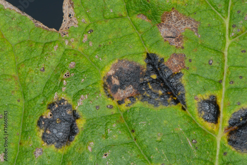 Teerfleckenkrankheit,  Ahorn,  Rhytisma acerinum, teerfleckenartige Befallsfleck auf der Blattoberseite eines Ahornblattes photo