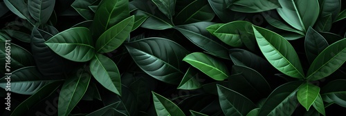 Captivating arrangement of tropical leaves for a captivating leaf background with ample copy space.