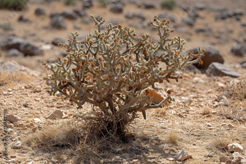 A Camel Thorn plant thriving in its natural habitat