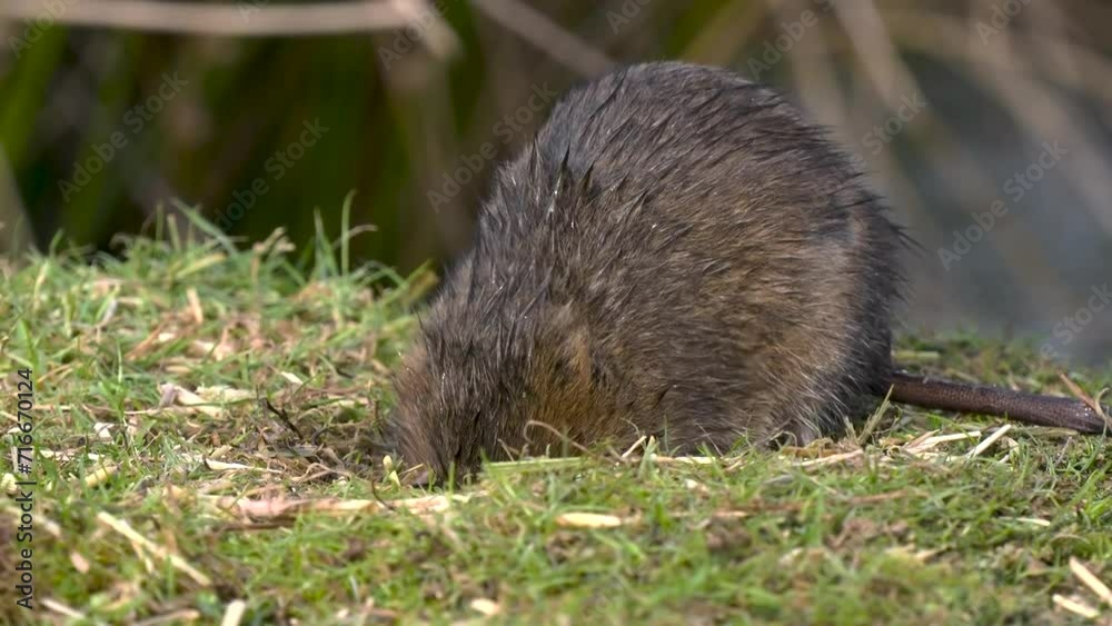 Water Vole Feeding Water Vole Feeding