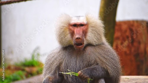 Portrait of a hamadryas baboon eating grass, high quality footage. photo