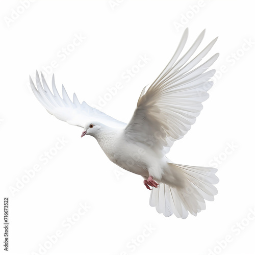 In the top view, a single white color pigeon flying isolated on a white background © Nayan
