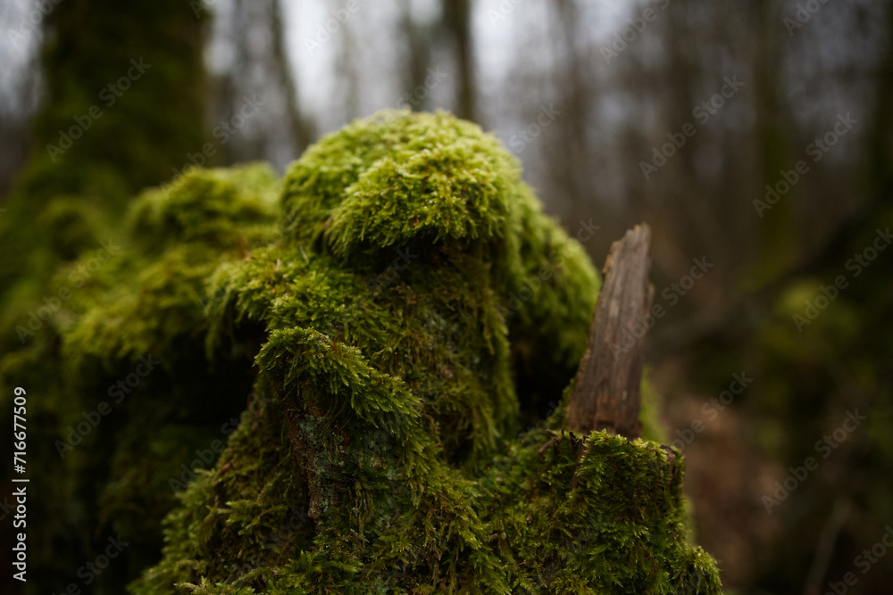 Dark malicious fairy character composed of a moss-covered tree stump in a dark forest. Dark malicious fairy character composed of a moss-covered tree stump in a dark forest.