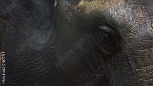 Closeup of an Asian elephant enjoying a meal. photo