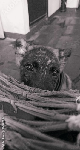 Cuadro en lienzo Perro ojos blanco y negro