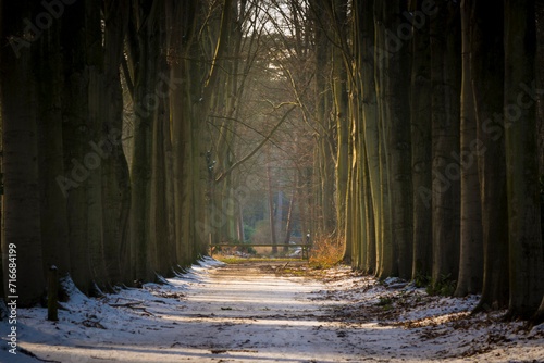 Mastenbos in Kapellen winter scene. View on treelined avenue in the forest. photo