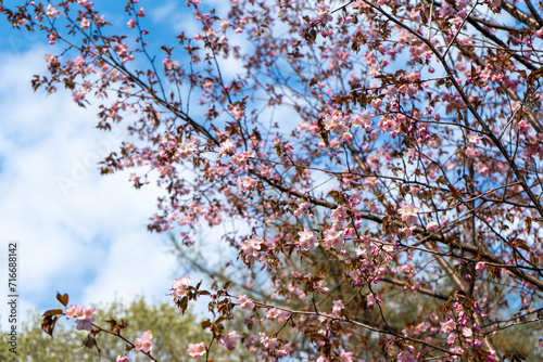 cherry blossom in spring