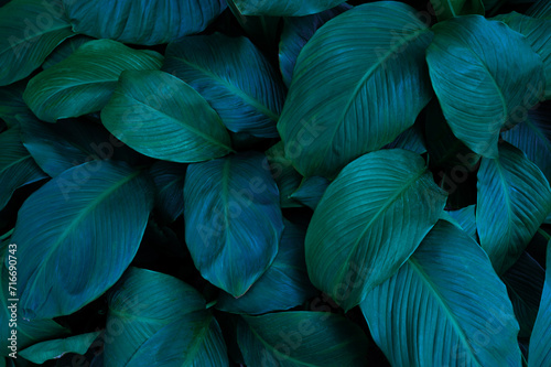 Nature leaves, green tropical forest, backgound illustration concept © eakarat