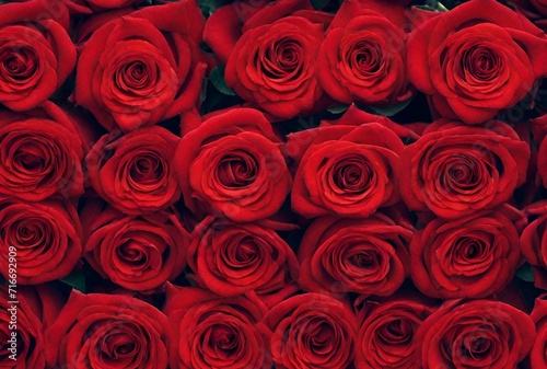Romantic Colorful Red Roses Close-Up. Vibrant Floral Background.