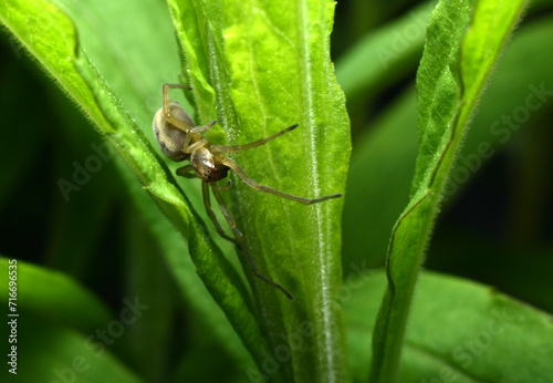 Spider Agelena labyrinthica sits on a leaf. © Михаил Жигалин