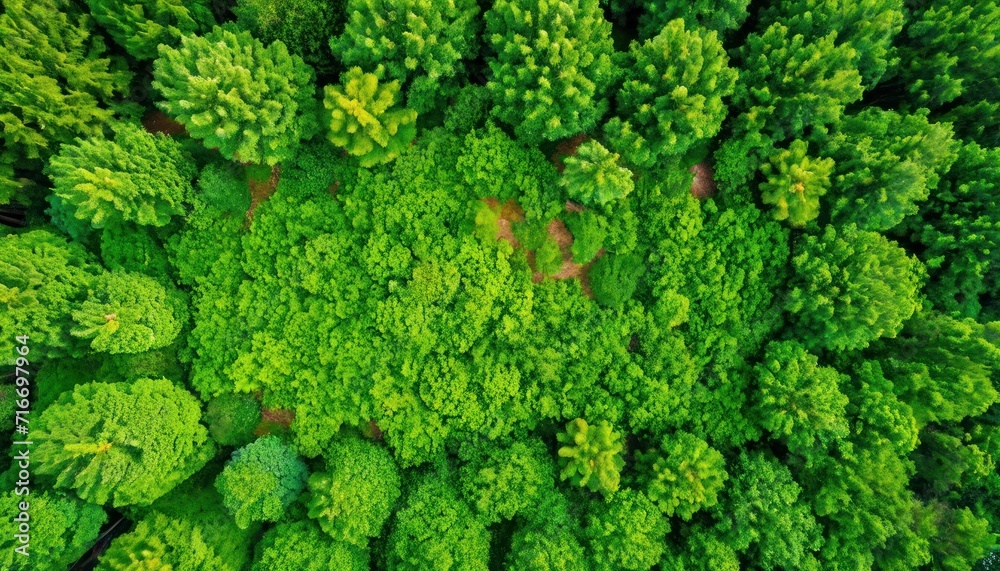  an aerial view of a green forest with lots of trees in the foreground and a path in the middle of the forest in the middle of the middle of the picture.