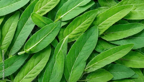  a close up of a bunch of green leaves on a bed of other green leaves on a bed of green leaves on a bed of green leaves on a bed of green leaves.