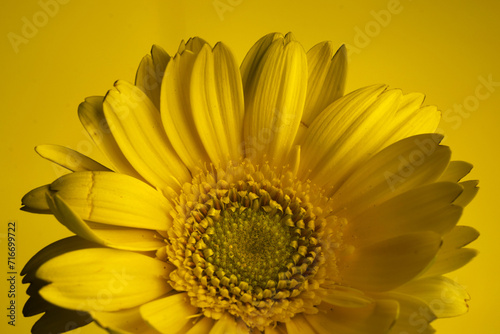 Yellow Gerbera Daisy