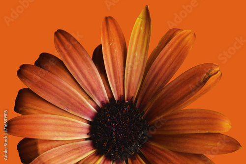 Orange Gerbera Daisy