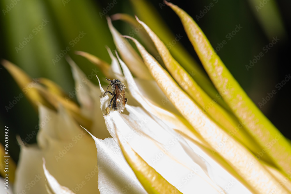 Fototapeta premium Dragon fruit flower, bees pollinating the beautiful pitahia flowers in Brazil summer, selective focus.