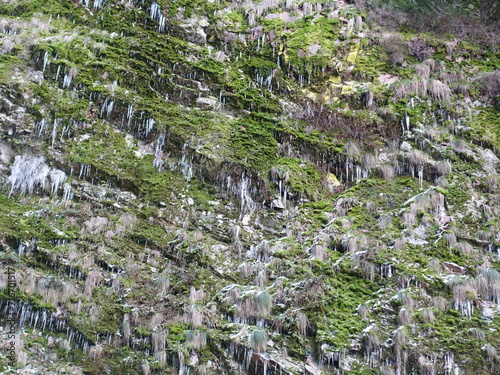 Viele Eiszapfen an einer moosgrün bewachsenen Felsenwand im Schwarzwald  photo