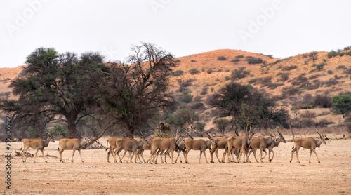 Common eland, also known as the southern eland or eland antelope (Taurotragus oryx) startled by a lion at a waterhole in the Kgalagadi Transfrontier Park in South Africa.