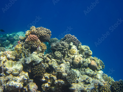 Beautiful corals on the bottom of a reef in the Red Sea