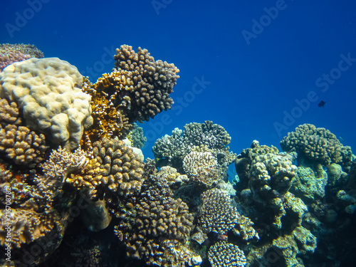 Beautiful corals on the bottom of a reef in the Red Sea