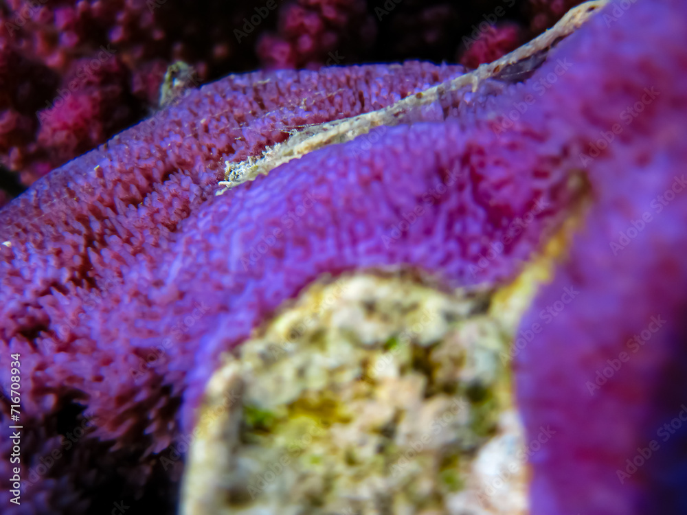 Fototapeta premium Beautiful corals on the bottom of a reef in the Red Sea