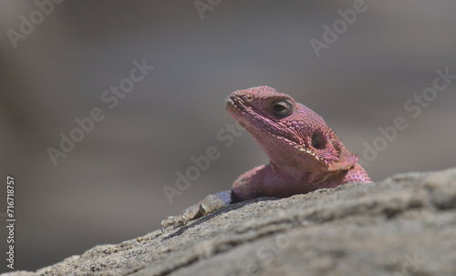 closeup portrait of mwanza flat headed rock agama lizard resting on a rock in the wild serengeti national park, tanzania
