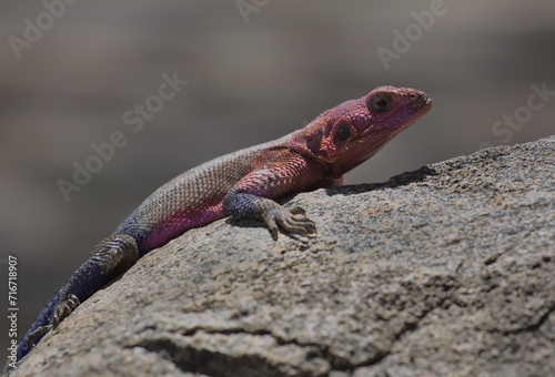 side view of mwanza flat headed rock agama lizard resting and looking alert on a rock in the wild serengeti national park, tanzania photo