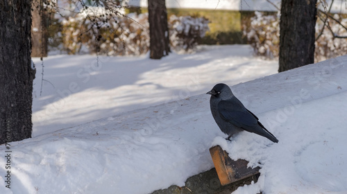 Czarna kawka (Corvus monedula) bystro patrząc inteligentnymi oczyma siedzi na oparciu ławki pokrytej białym puszystym śniegiem. photo