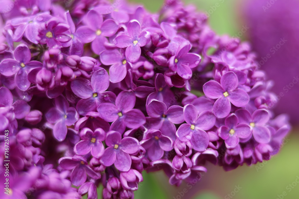 Blossoming purple lilac branch in spring garden. Branch of lilac flowers with green leaves. Floral natural background. Beautiful spring flowers. Purple lilac flowers on the bush. Summer time Blossoming purple lilac branch in spring garden. Branch of lilac flowers with green leaves. Floral natural background. Beautiful spring flowers. Purple lilac flowers on the bush. Summer time