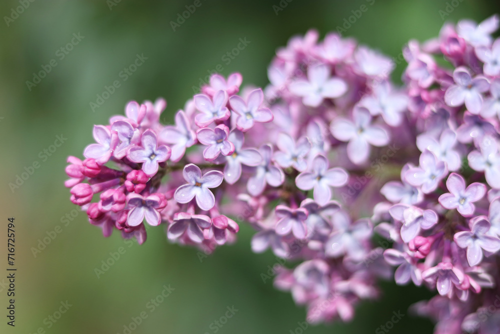 Blossoming purple lilac branch in spring garden. Branch of lilac flowers with green leaves. Floral natural background. Beautiful spring flowers. Purple lilac flowers on the bush. Summer time 