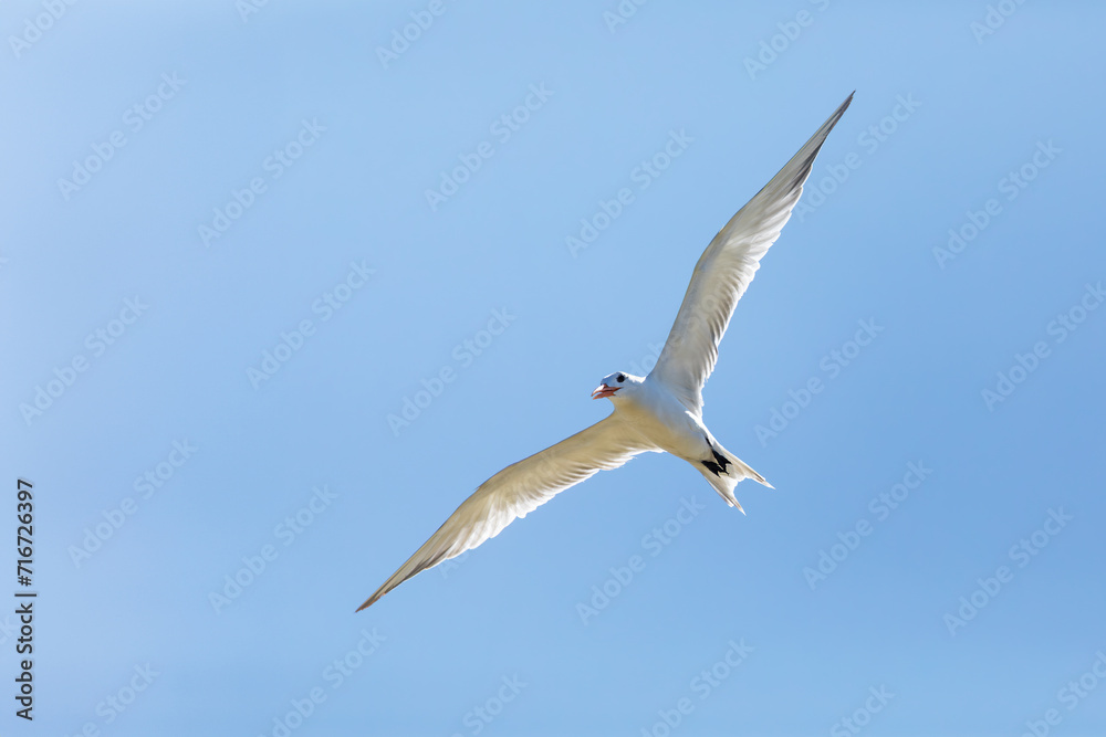 Fototapeta premium Royal tern (Thalasseus maximus), bird in the family Laridae. Santuario de Fauna y Flora Los Flamencos. Caribbean Region. Wildlife and birdwatching in Colombia